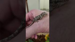 Our brand new hatchling Gargoyle Geckos!