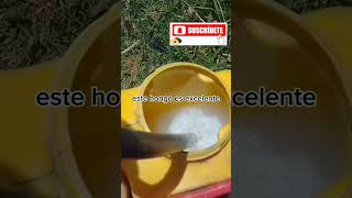 VISITA MI CANAL Aguacate Amigos🥑🤠SUSCRIBETE