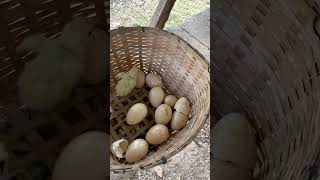 newly hatched #shorts #farm