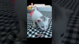 Маленького котёнка выкинули на помойку#животные #animals #котик #помощь #shorts