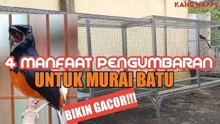 MANFAAT UMBARAN UNTUK BURUNG MURAI BATU