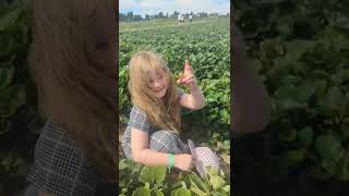 strawberry picking.... #strawberry #shorts #love