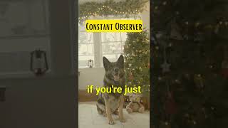 Mind-Blowing German Shepherd Intelligence| Constant Observer| Fact #shorts