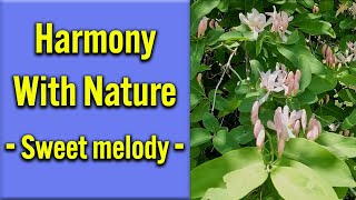 Relax in Harmony with Nature - Sweet Melody || relaxing, sleep, peaceful, soothing, stress relief