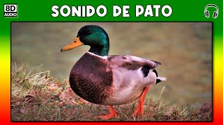 SONIDO DE PATO 🦆