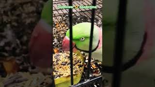 Sunflower 🌻 Seeds time 2 | let's eat #cute #parrot #alexandrineparakeet #funny #sunflowerseeds