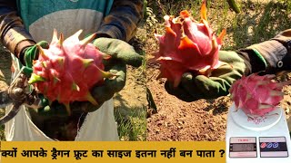 Why you are not getting Big size Dragon Fruit|Best Cross breed Variety of Dragon Fruit in India