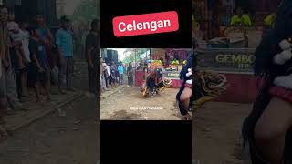 Celengan #jaranan #barongan #fyp #viralvideos