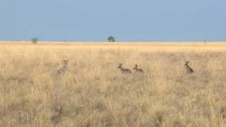 Footage of a mob of Kangaroos in the outback down under!