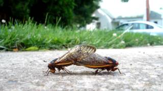 Cicada's mating