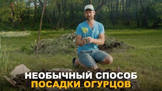 ОГУРЦЫ БЕЗ УХОДА. Необычный способ посадки.