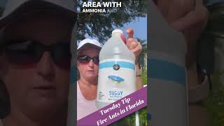 Tuesday Tip - Fire Ants in Florida #shorts #youtubeshorts