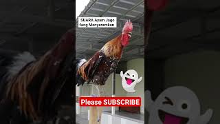 ANEH !!!! Suara Ayam Yang Menyeramkan #shortsayam