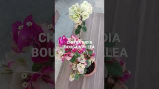 Chitra India Bougainvillea Flower