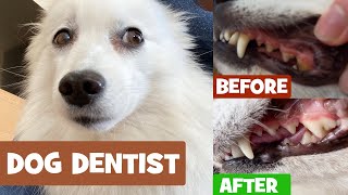 Spitz dog BEFORE vs. AFTER removing plaque off dog teeth