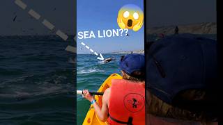 Ocean WildLife Kayaking the Pacific Ocean(La Jolla Shores)