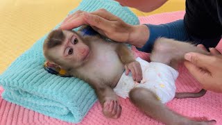 Baby monkey Tina is given special care by her mother to help Tina recover quickly.