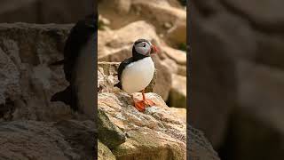 Saltee Islands - Puffins (Wildlife Photography) #wildlifephotography