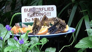 Niagara Parks Butterfly Conservatory - Canada, Ontario