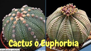 Las Euphorbias son cactus?