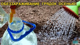 ТЕПЕРЬ Я ОБЕЗЗАРАЖУЮ ПОЧВУ ОСЕНЬЮ ТОЛЬКО ТАК!ЗЕМЛЯ НОВАЯ, ЖИВАЯ, БЕЗ ИНФЕКЦИЙ И ВРЕДИТЕЛЕЙ.