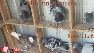 Pigeon Racing- Moulting Process