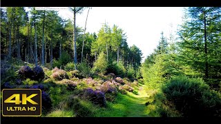 4K Clochandighter Circular Walk, Aberdeen, Scotland | Nature Sounds ASMR | Scottish Countryside