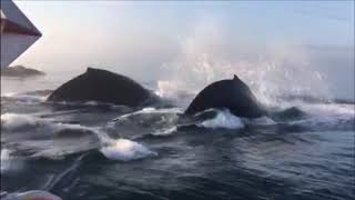 Rare Whale Triple Breach