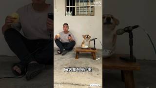 Dog and His owner singing song #foryou #funnydogs #funny #youtubeshorts #singingdog #pets #Home