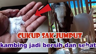 modal sak jumput kambing jadi bersih dan sehat, bebas dari parasit kulit