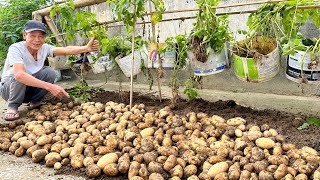 Growing Potatoes Is So Easy, Why Didn't I Know It Earlier, High Yield And Fast Harvest