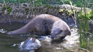 River Otters - Animal