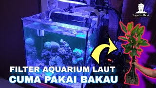 Aquarium laut pakai Filter tanaman Bakau #reeftank