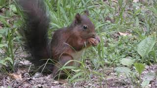 Eichhörnchen und anderes Getier