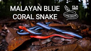 Colorful Malayan blue coral snake, unique venom and longest venom glands of all snakes