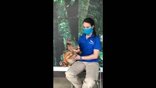 Ask the Expert with Ty the Baby T-rex!