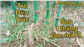 Tre điền trúc - sau gần 1 tháng làm măng!