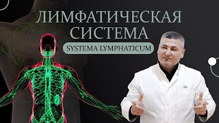 Лимфатическая система. Лимфатические узлы. Лимфатический