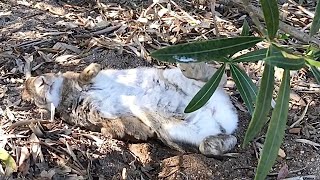 Rabbit showing off its white belly to humans