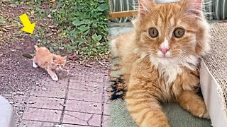 Stray Kitten Sneaks Into a Yard To Find Food, But Finds a Family