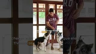 P2 🚪🐕✔️Treino para Não Fugir do Portão #shorts #adestramento #cachorro #veterinario #treino #fugir