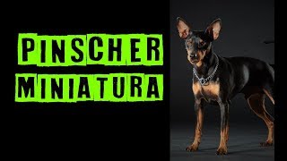 ➯PINSCHER: Qual tamanho? 0, 1, 2 ou 3? | Dogs etc