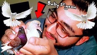 kabutar ke bacche ko hand feeding kaise karen || How To Hand Feed a Baby Pigeon || Multani Shaukeen