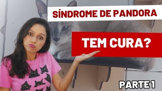 Síndrome de Pandora em gatos. Tem cura? Parte 1