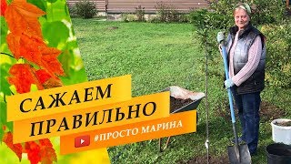 Не сажайте саженцы, пока не посмотрите это видео.