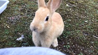 Baby rabbit too interested in humans