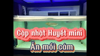 Cập nhật huyết mini ăn mồi cám