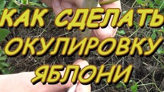 КАК ПРИВИТЬ ЯБЛОНЮ ОДНИМ ГЛАЗКОМ ЛЕТОМ.ОКУЛИРОВКА ДВУМЯ СПОСОБАМИ.