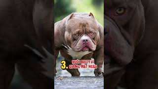 Bully và những nỗi oan ức #tuitienpet #pets #chuyennghepet #mastercareforpet