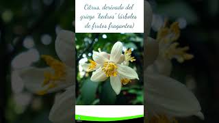 LIMA | #citrus #fruit #frutas #agriculture #biodiversity #biodiversidad #agro #bio #shorts #short